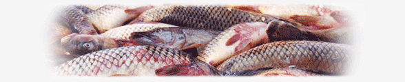 Каспийская свежемороженная рыба частиковых пород: вылов, хранение, переработка, продажа